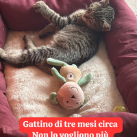 Gattino 3 mesi