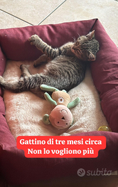 Gattino 3 mesi