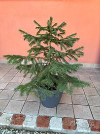 Alberello di Abete