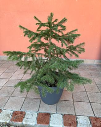 Alberello di Abete