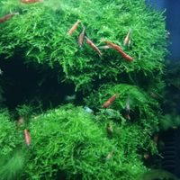 Gamberetti caridine Red cherry