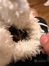 Petauri dello zucchero con voliera e con amache