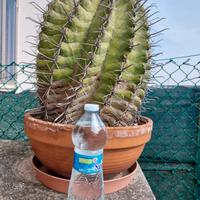 CACTUS  Cuscino della suocera 