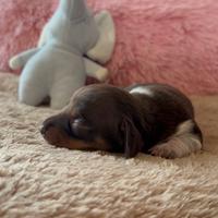 Bassotto kaninchen piebald cioccolato