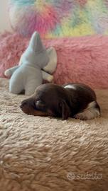 Bassotto kaninchen piebald cioccolato