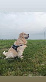Golden retriever per monta