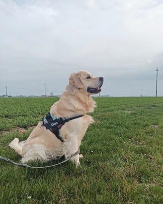 Golden retriever per monta