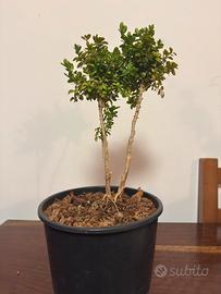 Pre-Bonsai Buxus ( Bonsai Bosso)