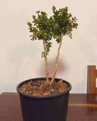 Pre-Bonsai Buxus ( Bonsai Bosso)