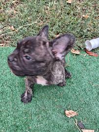 Cuccioli Bulldog  Francese