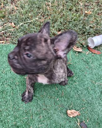 Cuccioli Bulldog  Francese