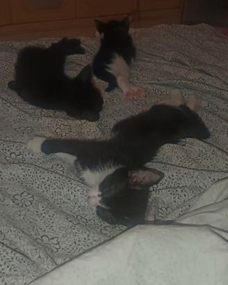 Gattini di due mesi super coccolosi