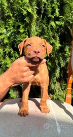 Cucciolo di american pitbull terrier ADBA
