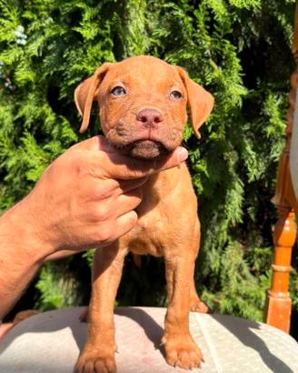Cucciolo di american pitbull terrier ADBA