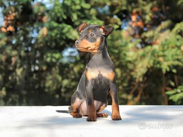 Pinscher Nano femmina nero focato