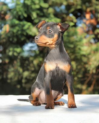 Pinscher Nano femmina nero focato