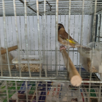 Cardellina nostrana femmina Feo