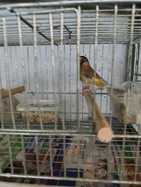 Cardellina nostrana femmina Feo