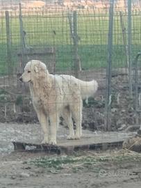 Pastore maremmano abruzzese