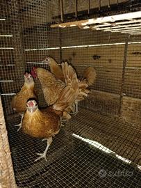 Galline