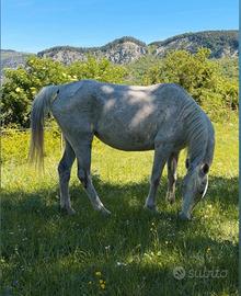 Cavalli