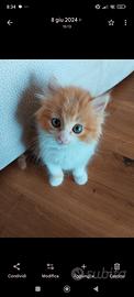 Gattine pelo semi lungo