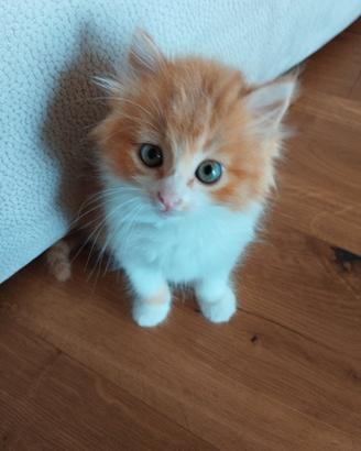 Gattine pelo semi lungo