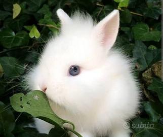 Coniglio testa di leone