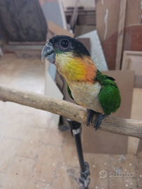 Pappagallo Caicco testa nera