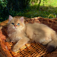Cuccioli British Longhair Golden Shaded