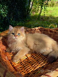 Cuccioli British Longhair Golden Shaded