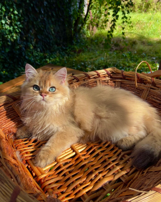 Cuccioli British Longhair Golden Shaded