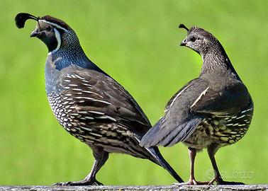 Coppia colini della california