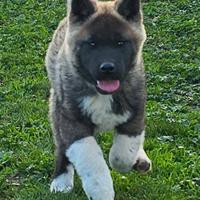 Cucciolo akita americano maschio pedigree ecc