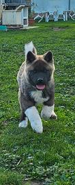 Cucciolo akita americano maschio pedigree ecc