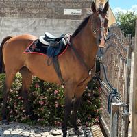 Cavallo 16 anni
