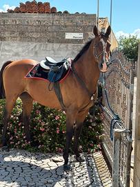 Cavallo 16 anni