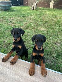 Cuccioli dobermann