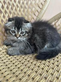 Gatti scotish fould
