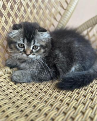 Gatti scotish fould