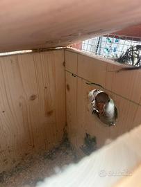 Parrocchetto monaco coppia