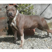 Amstaff blu femmina