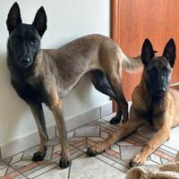 Cuccioli pastore belga malinois
