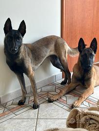 Cuccioli pastore belga malinois