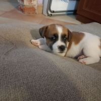 Cuccioli Jack Russell Terrier