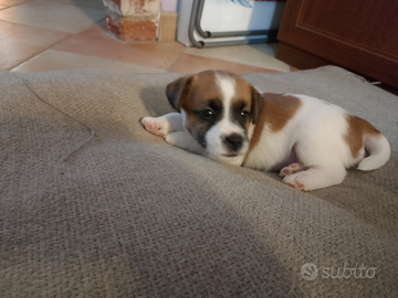 Cuccioli Jack Russell Terrier