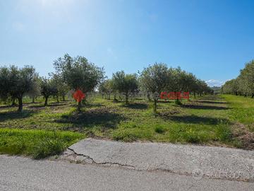 Terreno Agricolo Albanella [Cod. rif 060525VRG]