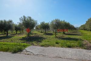Terreno Agricolo Albanella [Cod. rif 060525VRG]