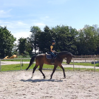 Cavallo