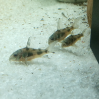 Corydoras pesci per acquario acqua dolce